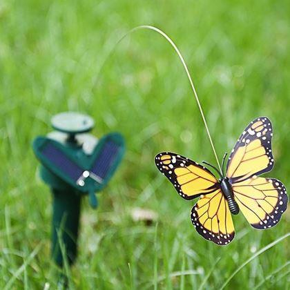 Kép valamiből Szoláris pillangó