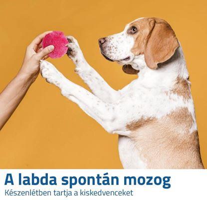 Kép Elektromos mozgó labda háziállatoknak