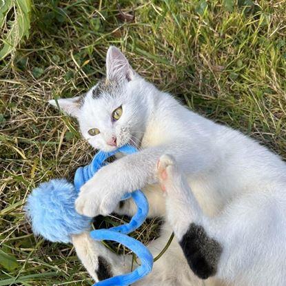 Kép Macskajáték rugóval és labdával