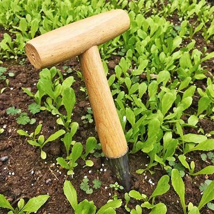 Kép valamiből Ültető pálca