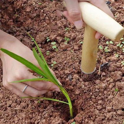 Kép valamiből Ültető pálca