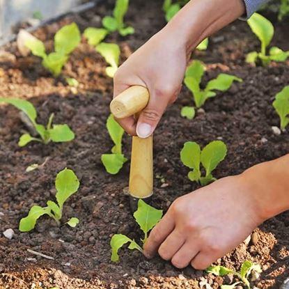 Kép Ültető pálca