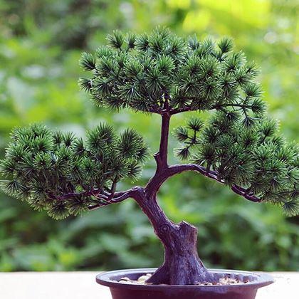 Kép valamiből Mesterséges bonsai cserépben