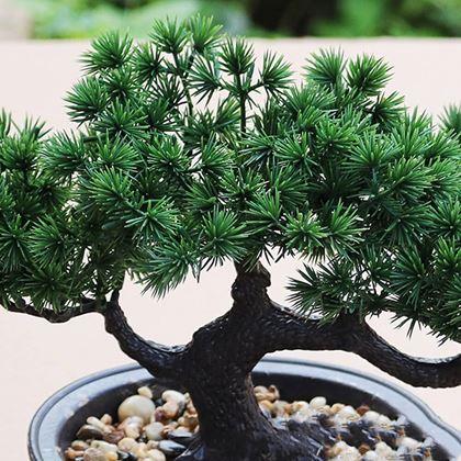 Kép valamiből Mesterséges bonsai cserépben
