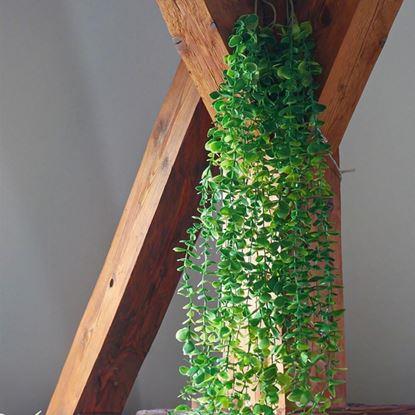 Kép Műnövény, függő, 124 cm