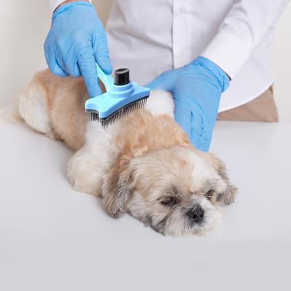 Kép valamiből Öntisztító szőrkefe vedléshez