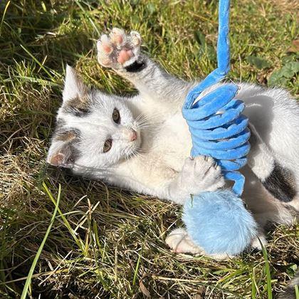 Kép valamiből Macskajáték rugóval és labdával