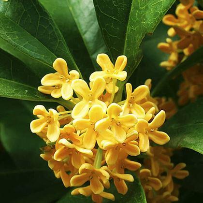 Kép valamiből Autóillatosító utántöltő  - osmanthus