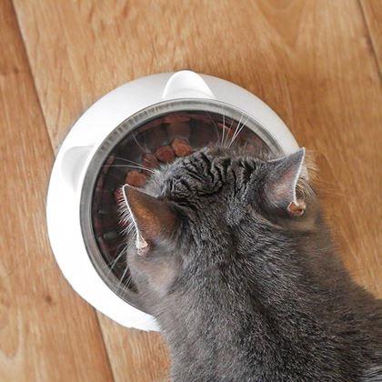 Kép valamiből 2 az 1-ben macskatál