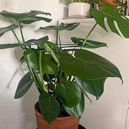 Kép valamiből 2 db fém növénytámasz - 40 cm