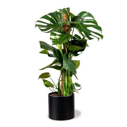 Kép valamiből Futónövény-támasz